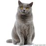 Royal Canin BRITISH SHORTHAIR 34 - корм для британских кошек, 10кг