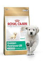 Royal Canin GOLDEN RETRIEVER Junior - корм для щенков породы голден ретривер