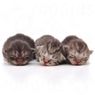 Royal Canin BabyCat Milk - молоко Роял Канин для котят 300г